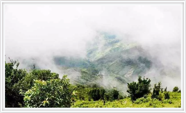 冰岛兰印 || 采山(shān)巅之芳，集深山(shān)之韵，品巅韵之感！